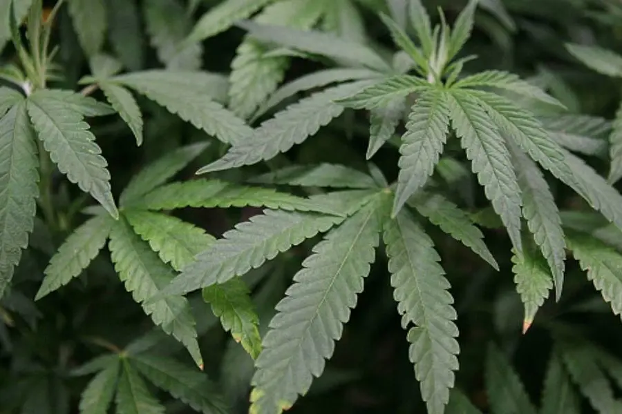 US poised to ease restrictions on marijuana in historic shift, but it'll remain controlled substance