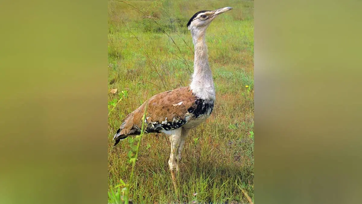 Great Indian Bustard | AP