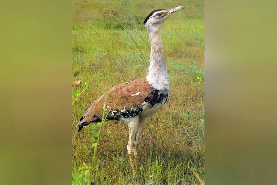 SC asks govt to come out with 'comprehensive' plan to save endangered Great Indian Bustard