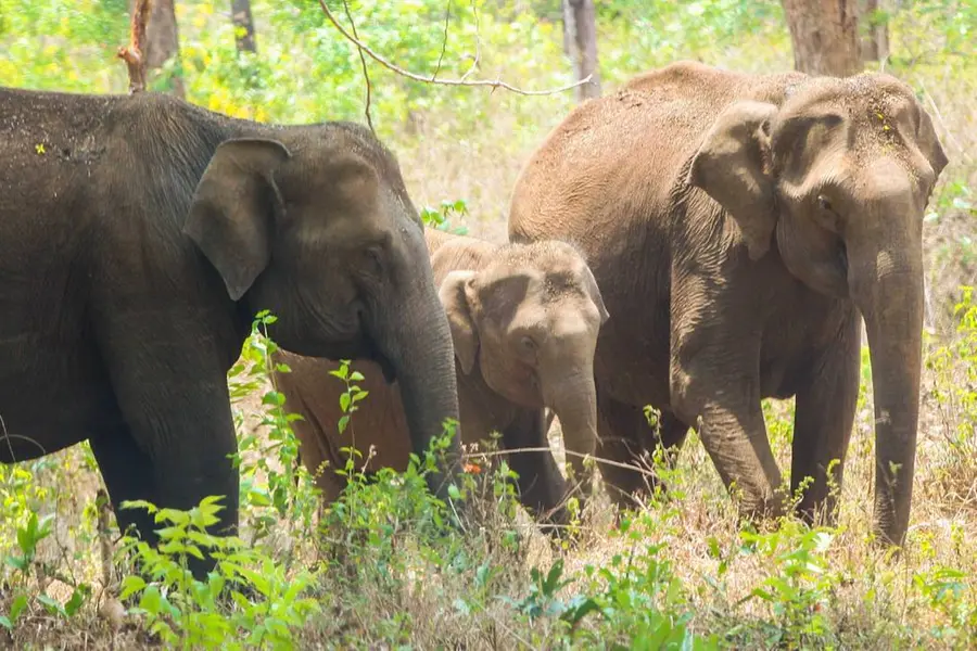 Kerala mulls African model for birth control of wild animals