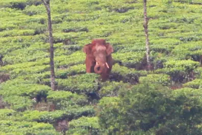 Kerala unable to find location to shift Arikomban; to move apex court