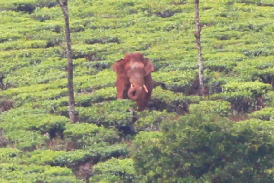 Kerala unable to find location to shift Arikomban; to move apex court