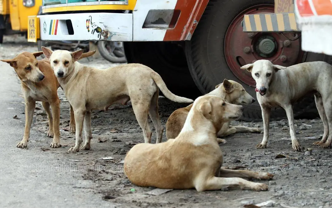 Representational Image | Mathrubhumi/KK Santosh
