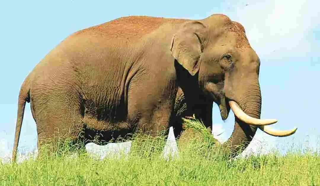 Arikomban | Photo: Mathrubhumi