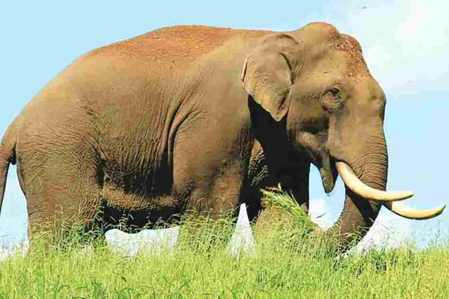 Redundant petitions on Arikomban irritates CJI DY Chandrachud, fines animal rights group Rs 25k