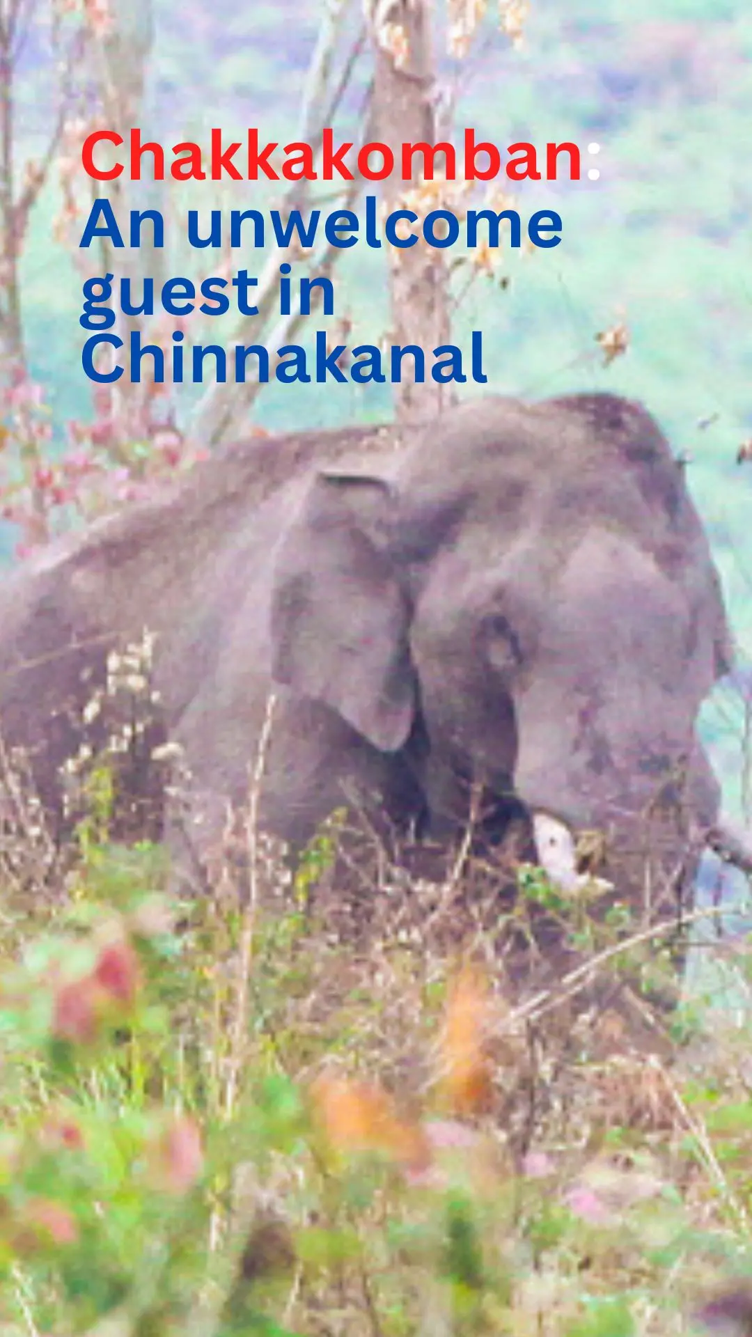 Chakkakomban on prowl