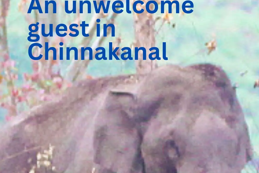 Chakkakomban on prowl