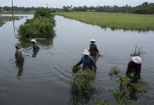 Women wade through waist deep water to harvest paddy cultivated as part of Pokkali farming system at Kadamakkudy wetlands on the Arabian Sea coast in Kochi, India, Oct. 30, 2021. Traditionally, Pokkali has been cultivated for half of the year, with farmers dedicating the other six months to prawns | Photo: AP/PTI