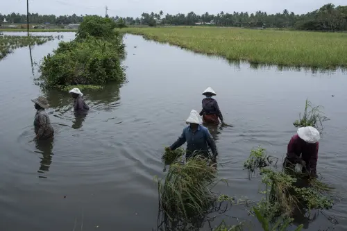 Pricey prawns may imperil Indian grain that combats climate