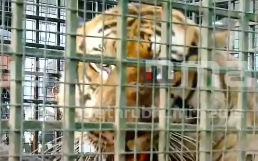Tiger that has been caught / Photo: Screengrab of Mathtrubhumi News