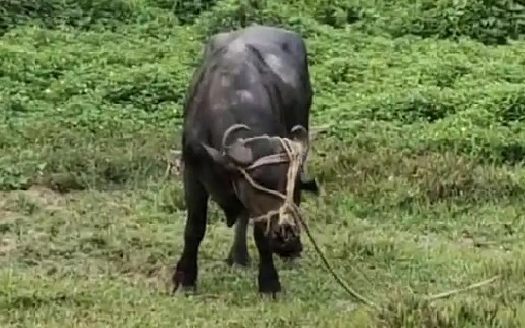 The buffalo that killed its owner | Photo: screengrab/ video