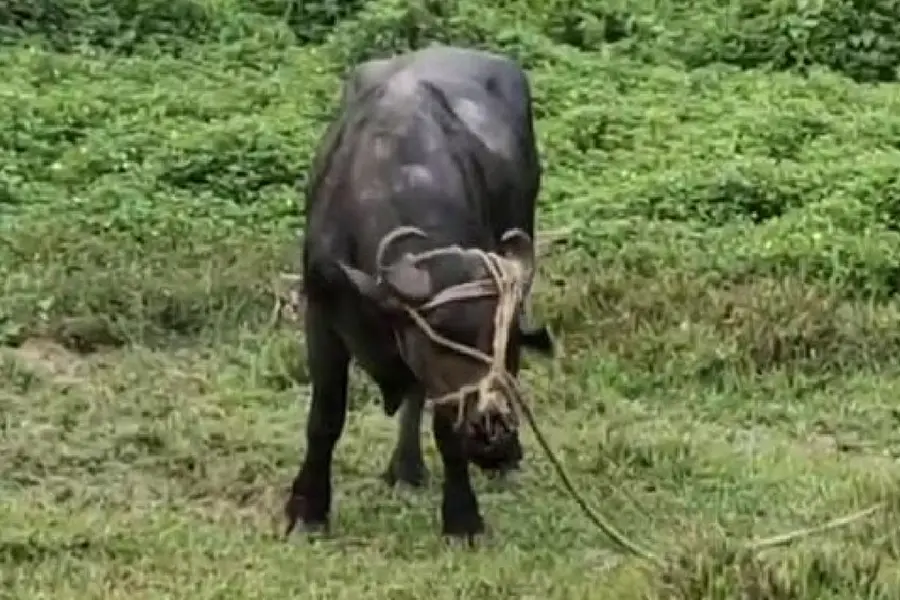 Buffalo kills elderly owner in Kozhikode