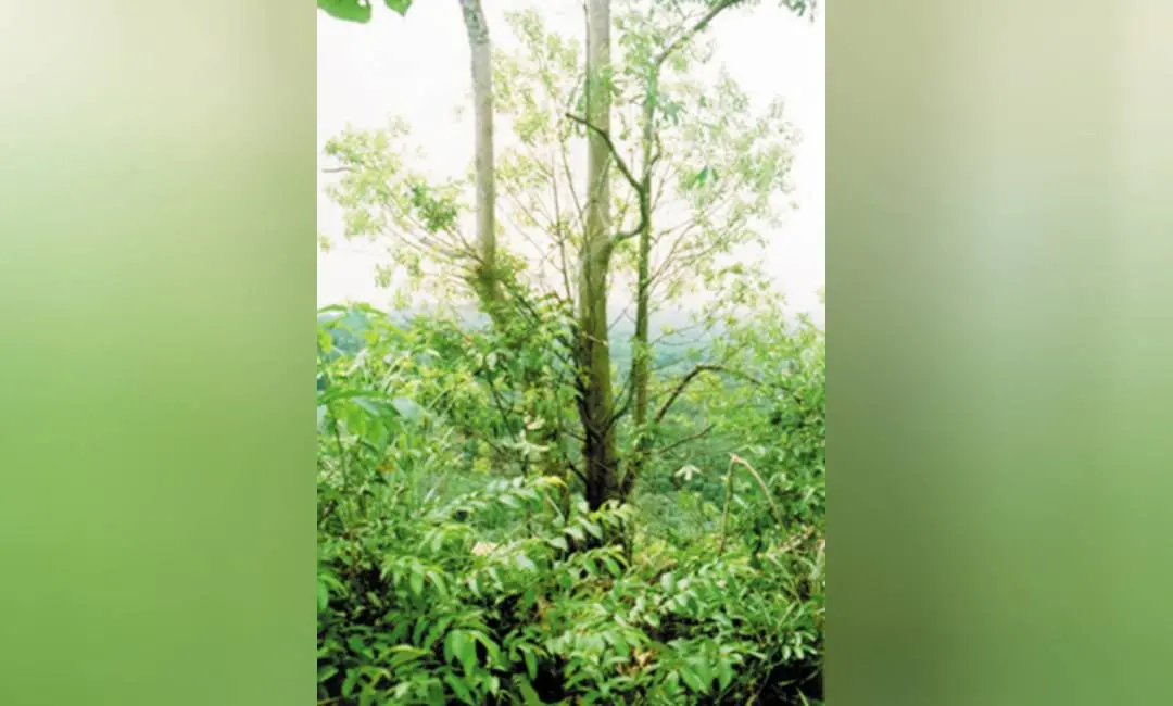 Sandalwood tree