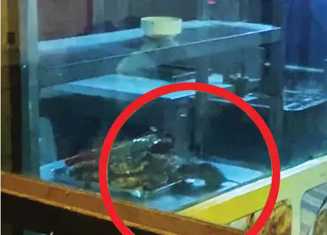 Rat eating Al fahm | photo: MBI