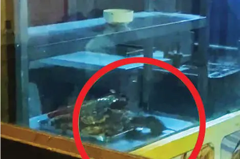 Rat spotted eating food in Kunnamkulam restaurant; Shut down