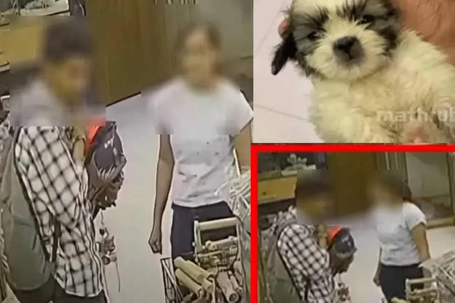 Puppy worth Rs 20k stolen from shop in Kochi; Owner hopeful it will return