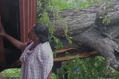 Narrow escape for elderly woman in Kattakada as tree falls on top of her house