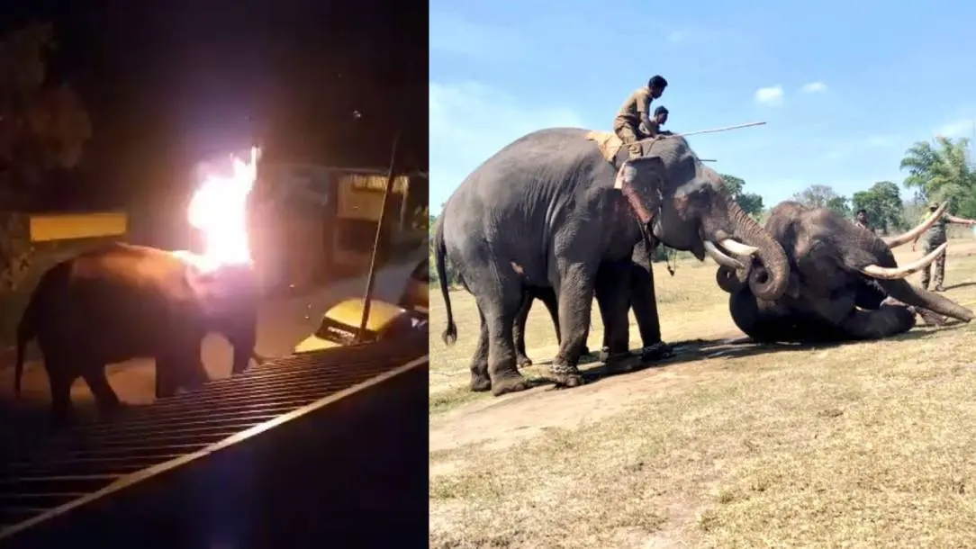 The elephant on fire (left) and Forest Department officials trying to lift the injured elephant