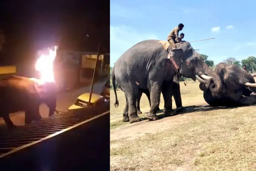 Wild elephant inadvertently set on fire in Masinagudi, dies