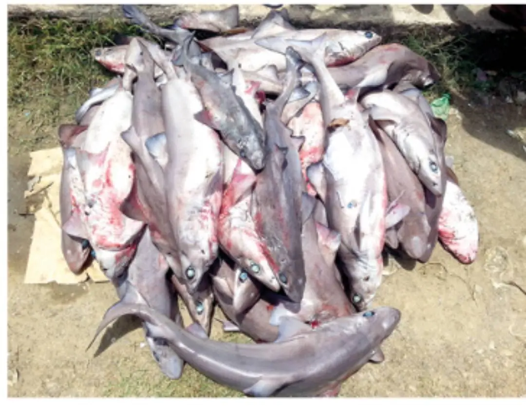 Sharks