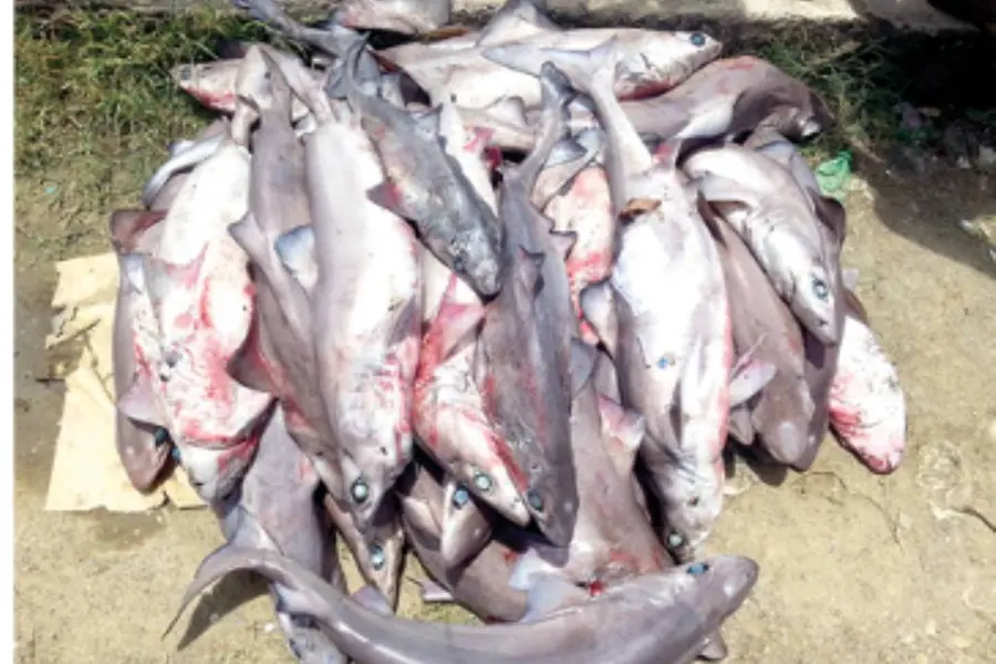 Deep sea fishing: Shark and Stingray species under threat
