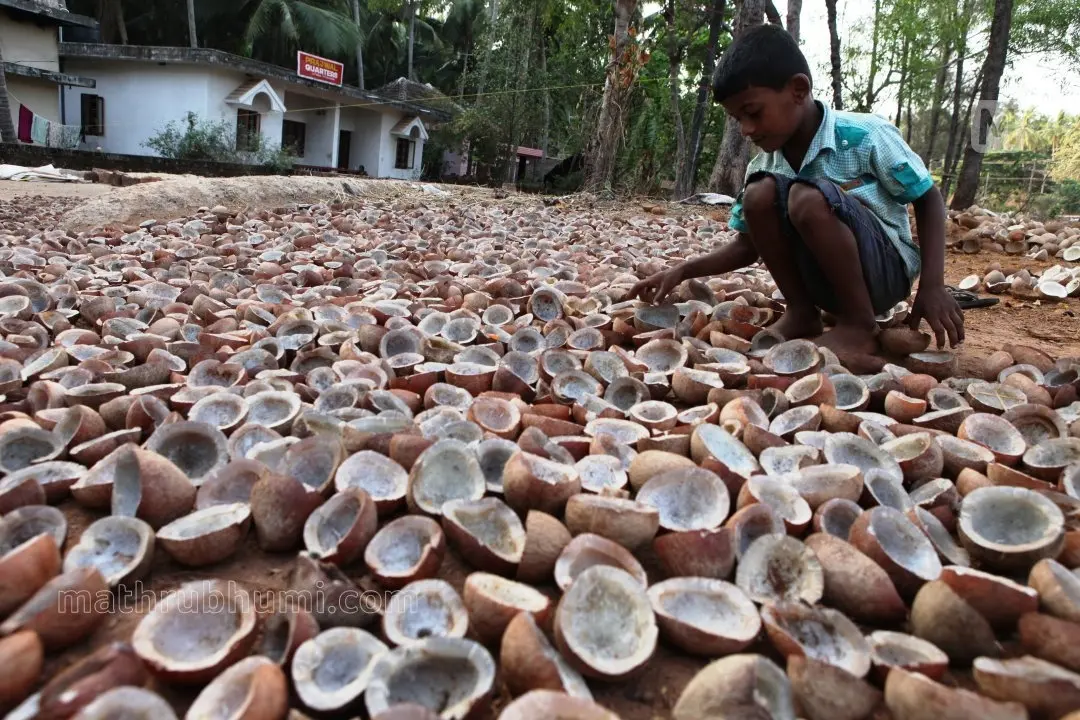 Copra | Photo: Mathrubhumi
