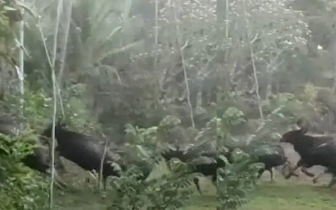 Bison herd | Photo: Screengrab from Mathrubhumi News