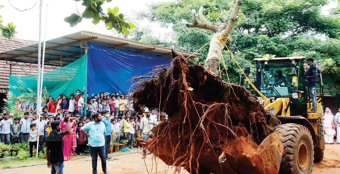 Bringing mango tree 'Payaswini' to plant in the yard of Govt UP School in Adukkath Bekal