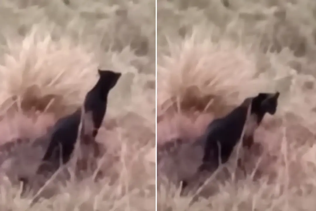 Captured visuals of black panther in Munnar | Photo: Screen grab of video uploaded on youtube by Mathrubhumi News