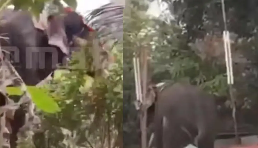 ആറാട്ടുപുഴയിൽ ഇടഞ്ഞോടിയ ആന | Photo: Screengrab/ Mathrubhumi News