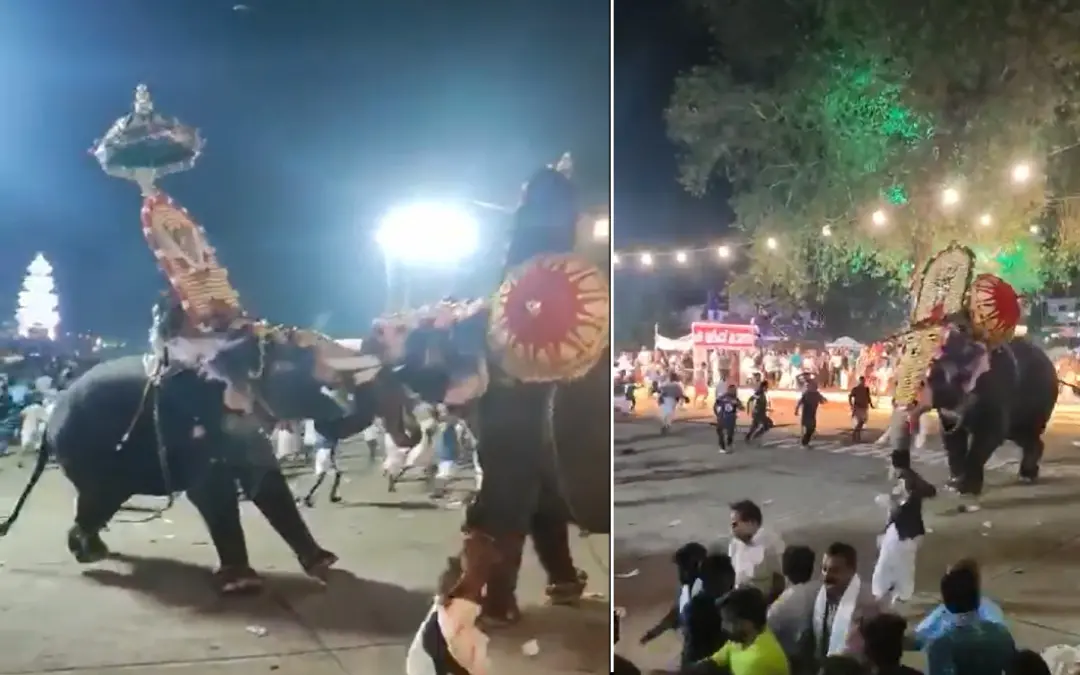 Visuals of elephant attack