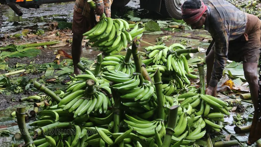 Representational Image | Photo: Mathrubhumi