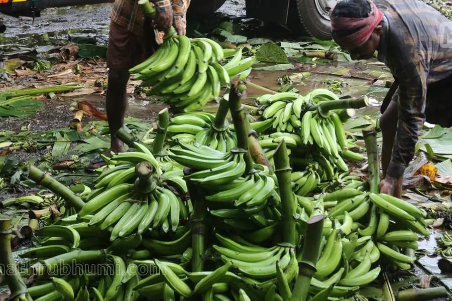 Kerala farmers fail to get even base price; seek govt intervention