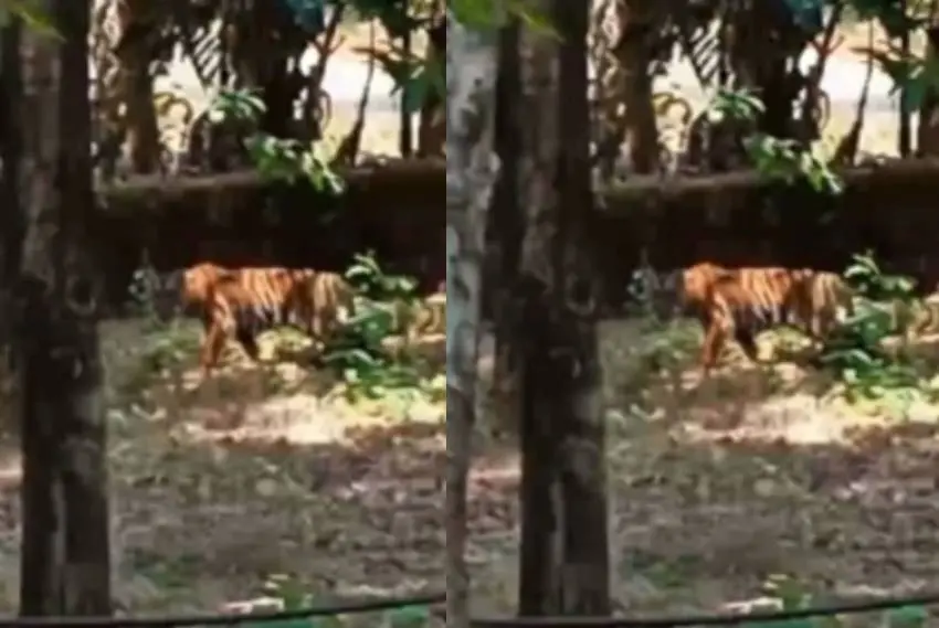 Tiger spotted in Kelakom. (Screenshot)