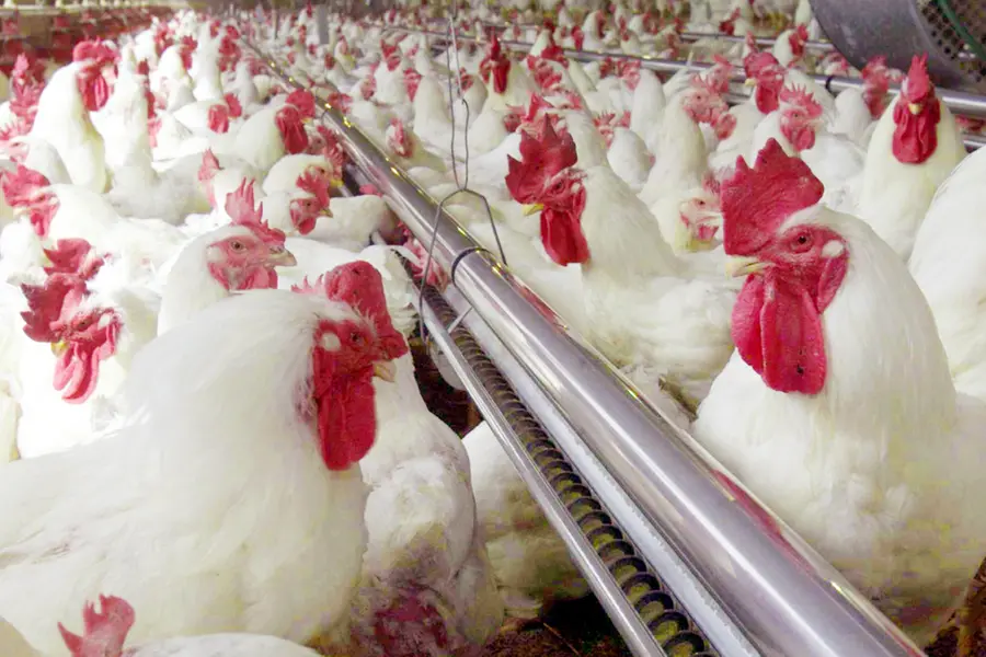 Chicken prices soar in Kerala amid drop in production