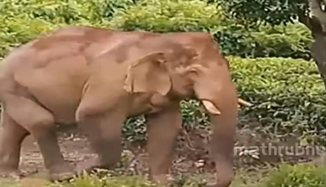 ജനവാസമേഖലയിറങ്ങിയ ചില്ലിക്കൊമ്പൻ | Photo: Screengrab / Mathrubhumi