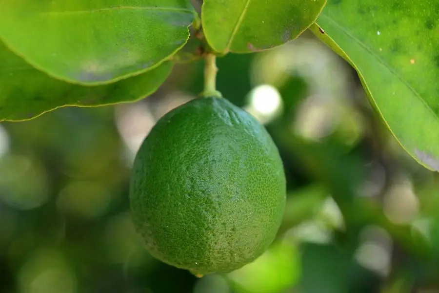 Single lemon sold for Rs 35,000 at an auction in Erode