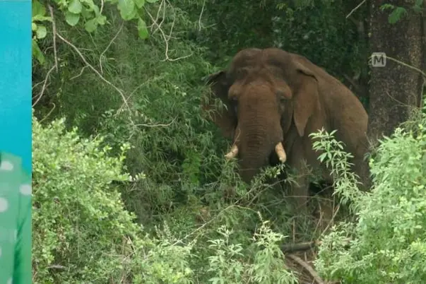 Elderly woman trampled to death by wild jumbo in Idukki