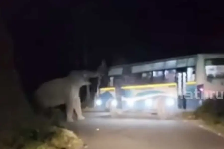Padayappa on rampage in Munnar, attacks TNSTC bus