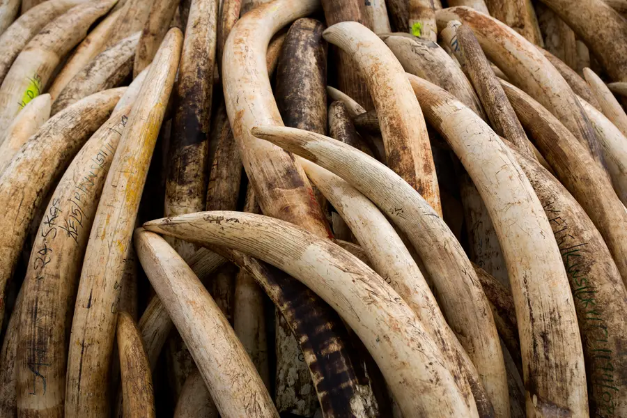 Smuggling of Elephant tusks, Tamil Nadu police officer taken into custody