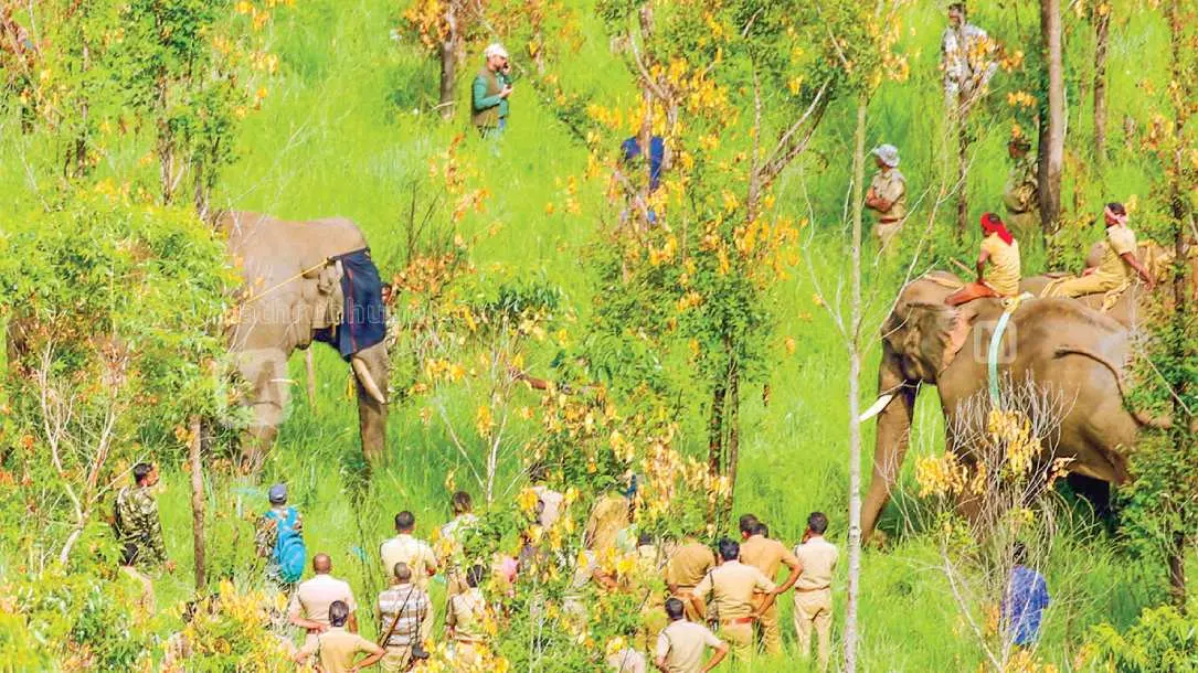 Officials attempt to guide Arikomban to truck with the help of Kumki elephants | Photo: B Muraleekrishnan/ Mathrubhumi