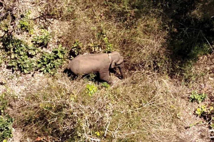Operation Belur Makhna to continue, will dart jumbo if it enters Kerala forests, says Minister