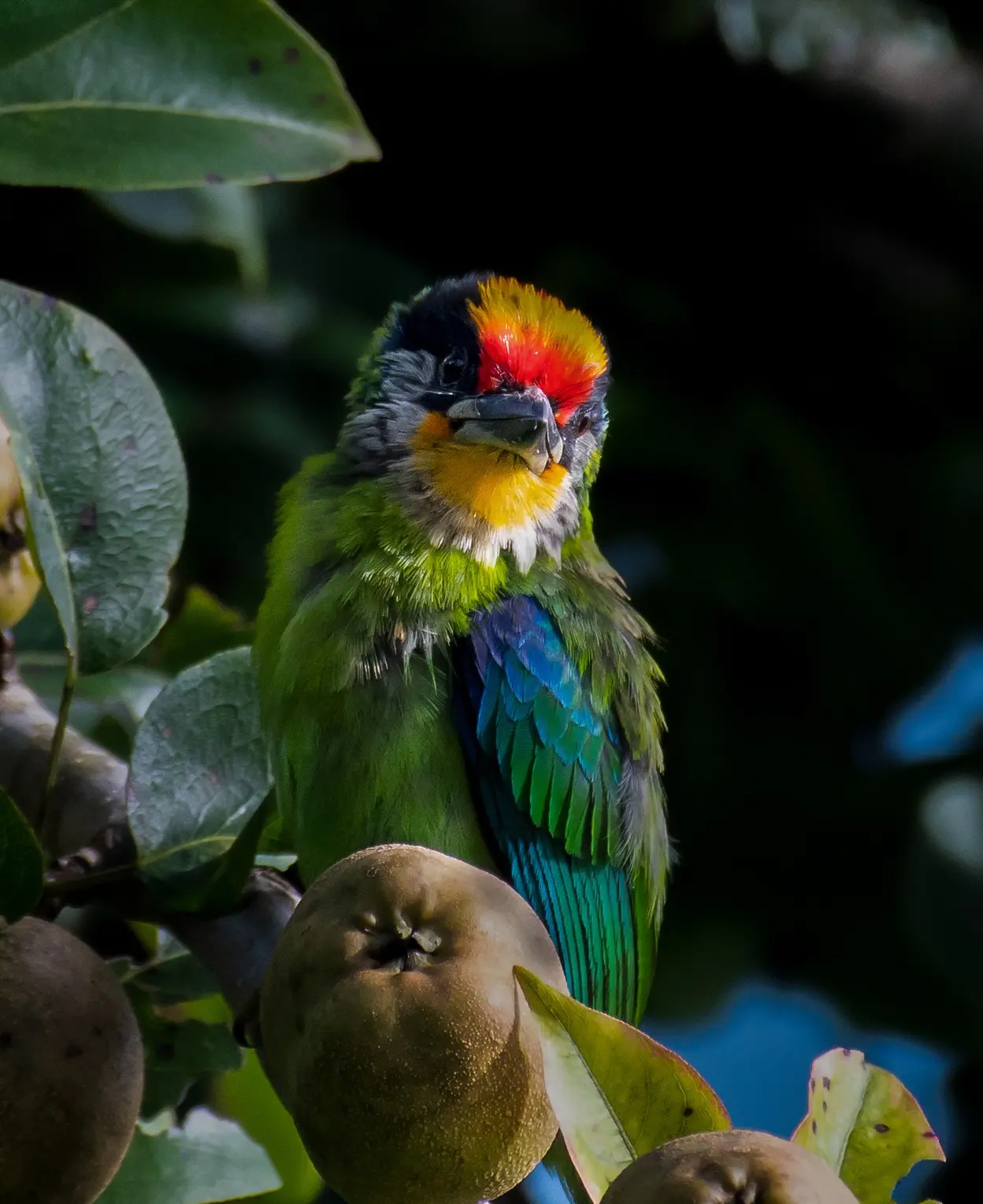 golden-throated barbet | Marian Grace