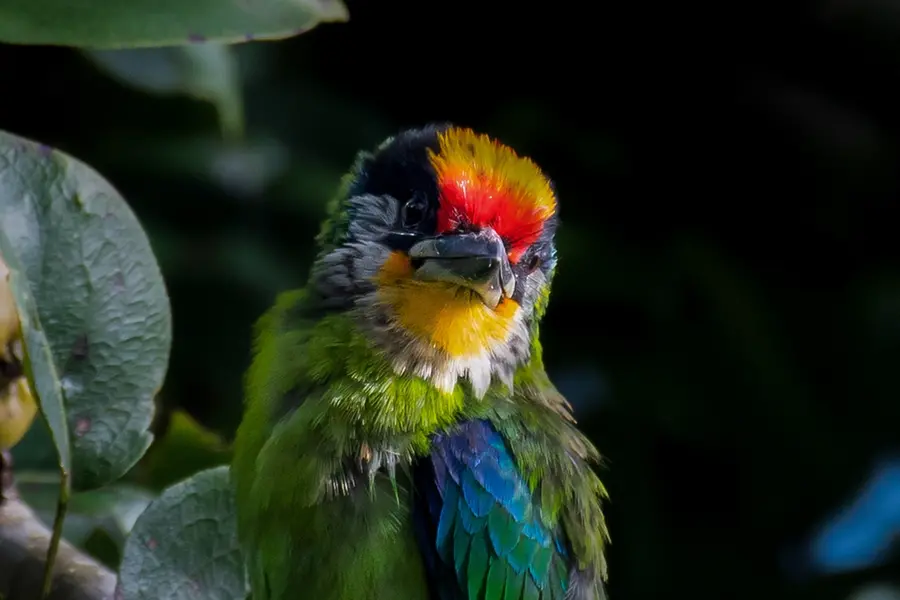 Beauty, thy name is Golden-throated barbet