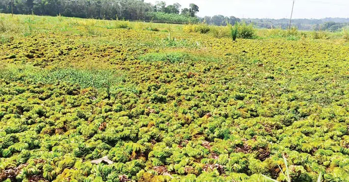 Giant Salvinia