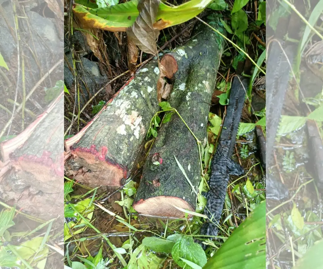 Pieces of sandalwood recovered