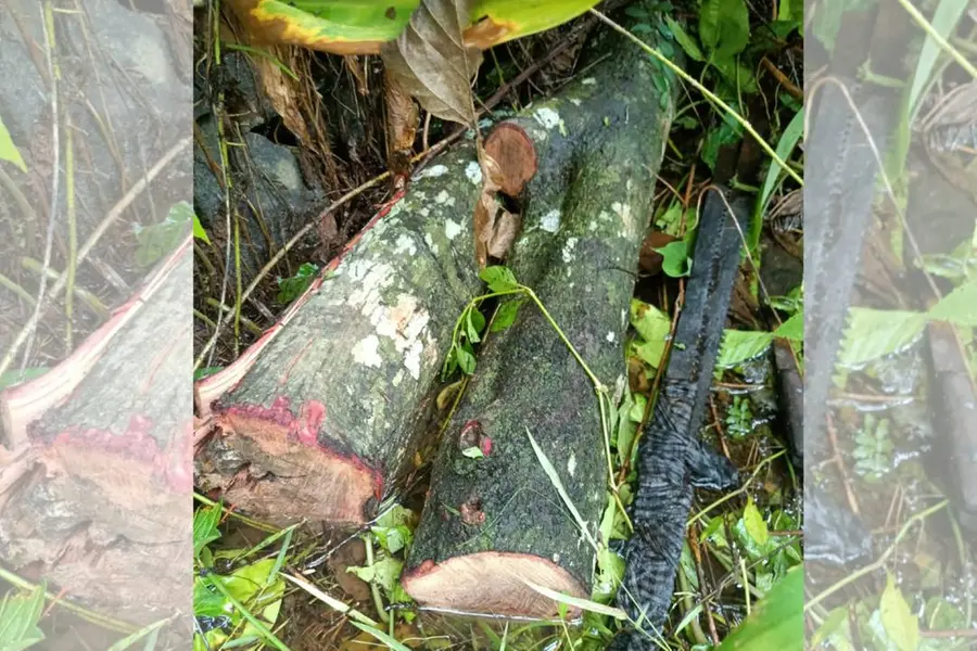 26-yr-old sandalwood tree stolen from premises of house in Kottayam