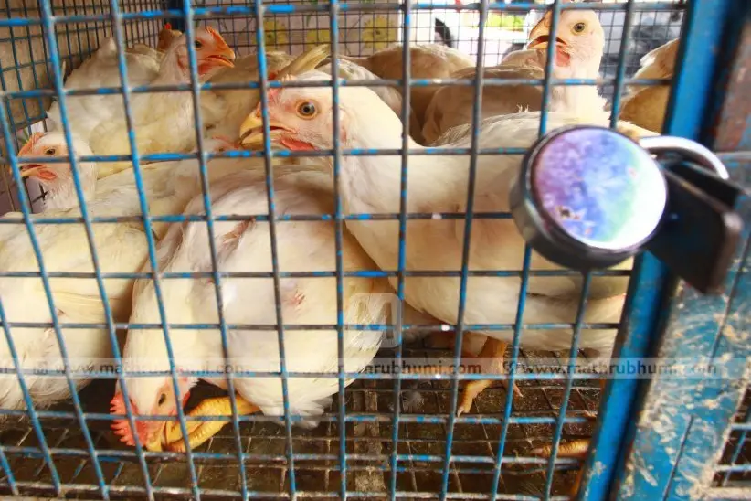 Bird flu: Poultry farms, stalls in Mukkam municipality shut down