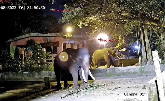 Night footage from the test cameras installed at Anakotta