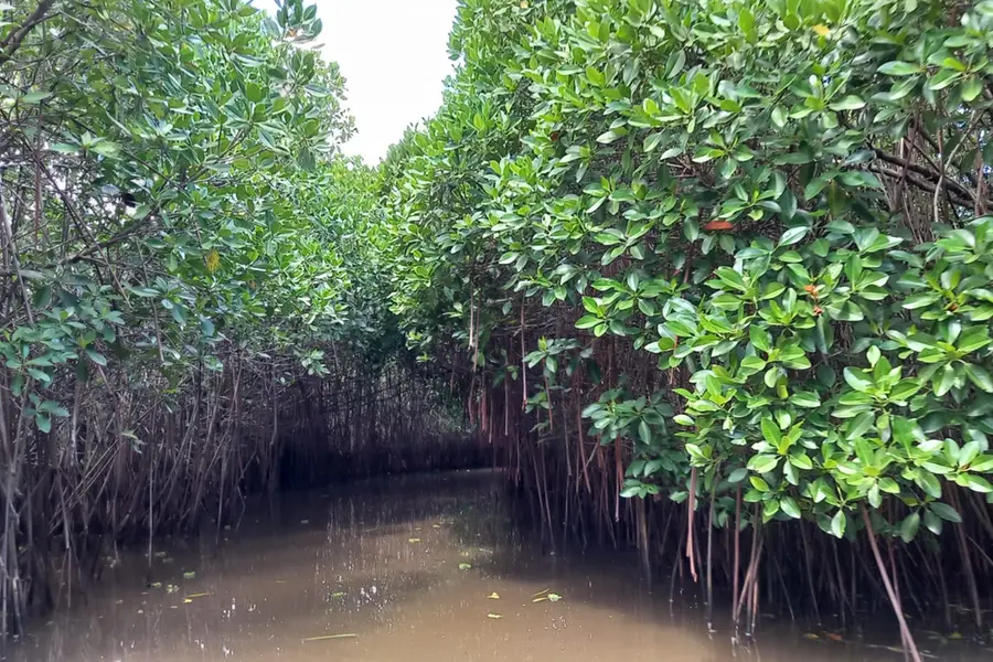 Mangrove Magic at Pichavaram